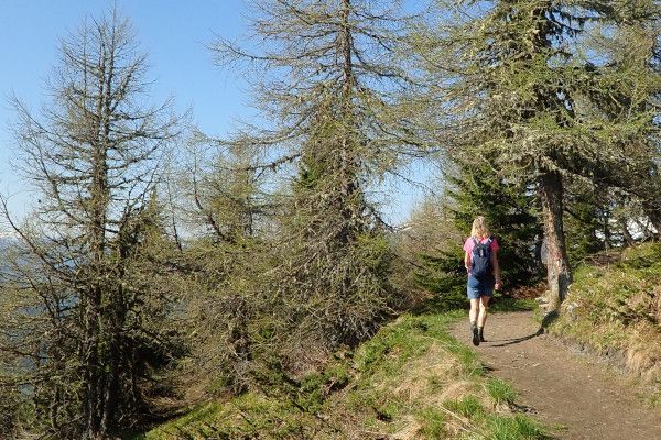 Wandelen bij Bos