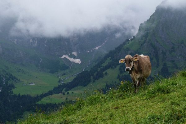 Zwitserland - koeien