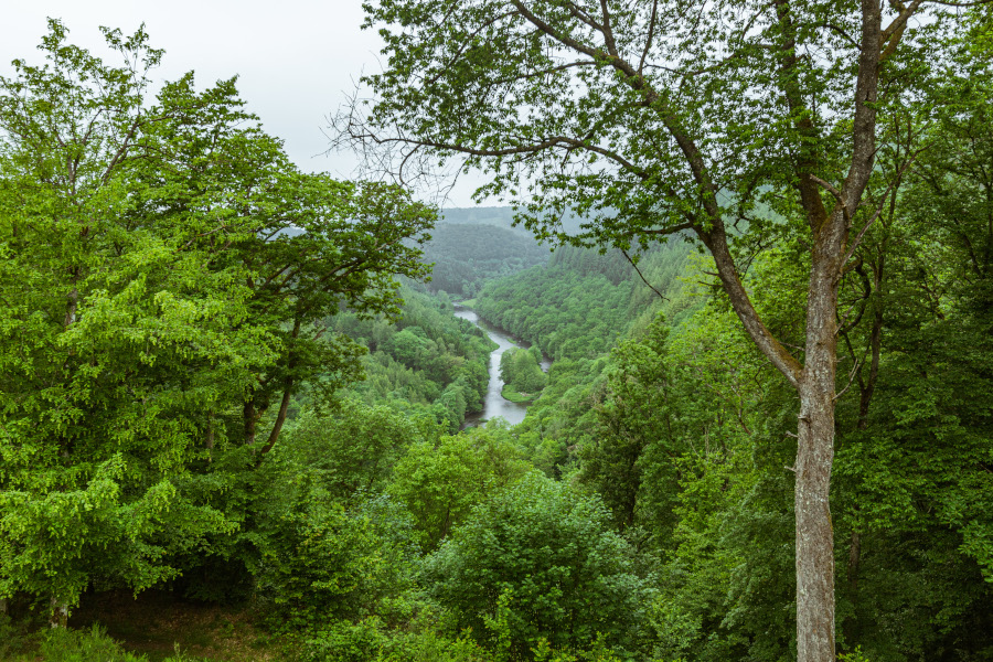 Franse Ardennen, loofbomen, naaldbomen en water.