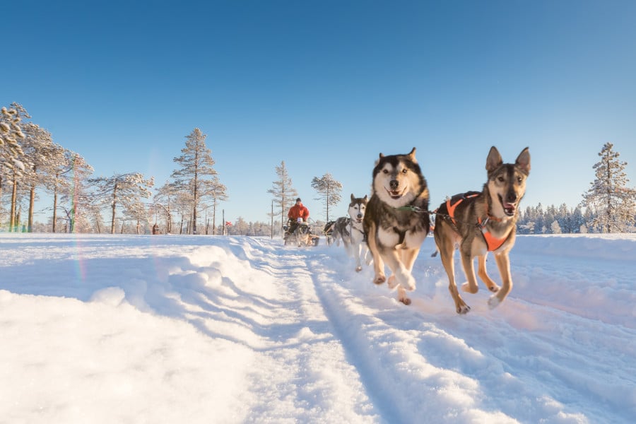 Op een hondenslee het sneeuwlandschap verkennen. (Foto: BBI Travel)