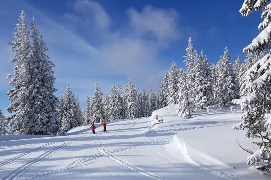 Langlaufen in Filzmoos (Oostenrijk). Besneeuwde loipe met sneeuw op de bomen.