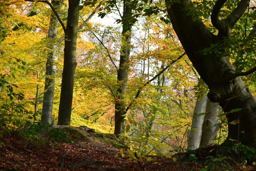 Herfst in Stammenderbos