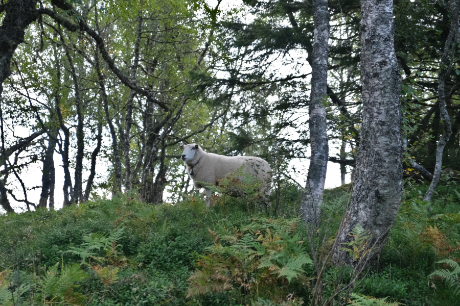 Hiken naar Mælen schapen onderweg
