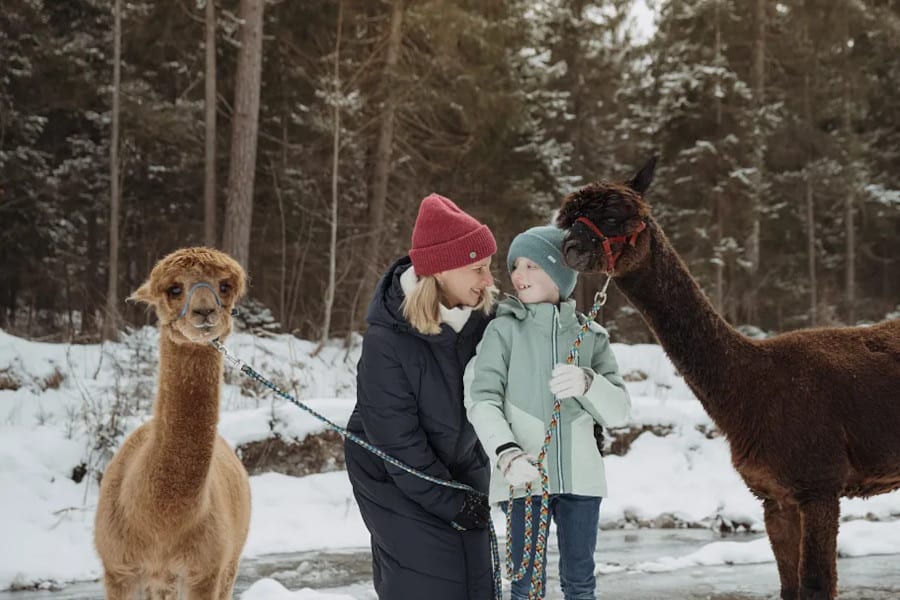 Alpacawandeling Kaiserwinkl.