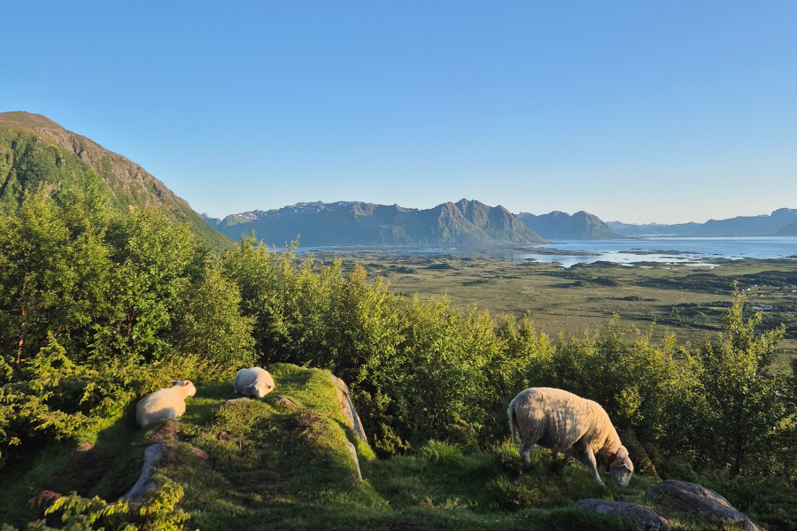 Grazende schapen op de Lofoten © Iris Sijm